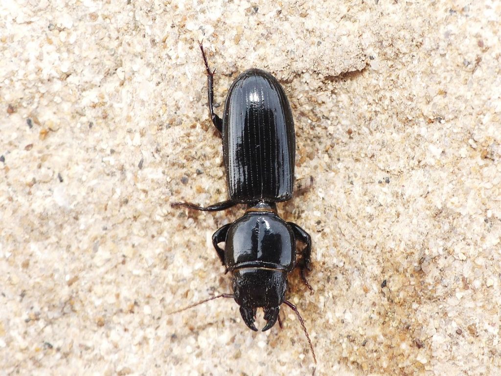 Carabidae: Distichus planus? s!